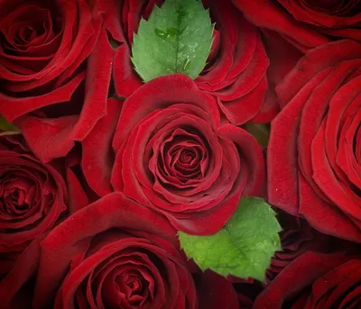 Букет из 25 красных роз в белой упаковке (50 см ) за 3732р. Позиция № 3772