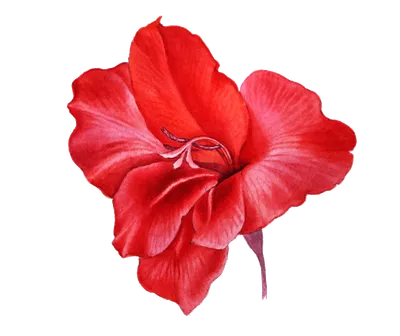 Букет из 35 красных роз Эквадор 70 см - купить в Москве по цене 17290 р -  Magic Flower