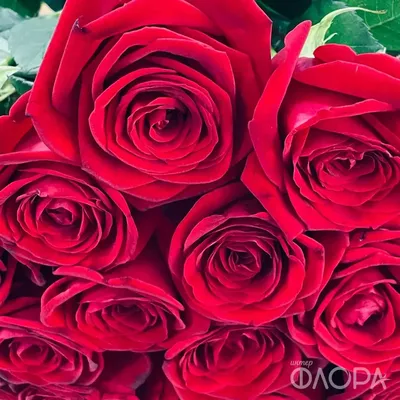 Букет 51 красных роз Эль Торо купить за 10 430 руб. с круглосуточной  доставкой | Мосцветторгком