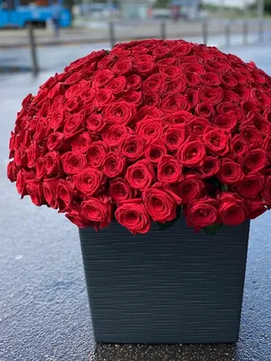Купить красные розы Киев №108 (51 штука) | Доставка от 2-х часов | Заказ  роз по низкой цене.