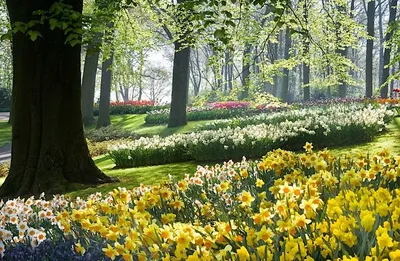 Красивая весна цветет около пруда в парке Keukenhof в Нидерландах Стоковое  Фото - изображение насчитывающей флористическо, бобра: 68156758