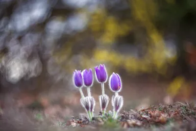 Весна – о чем говорят женщины: Любовь, вечная красота и блеск в глазах -  PrimaMedia.ru
