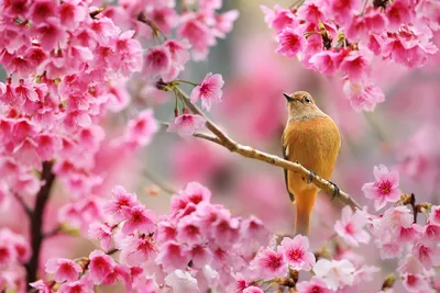 Красивый Пейзаж В Саду Keukenhof Это Самый Красивый Весенний Сад В Мире  Нидерланды — стоковые фотографии и другие картинки Без людей - iStock