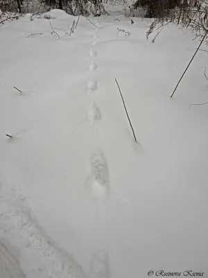 Скачать обои снег, зима, кот, кошка, взгляд разрешение 1600x1200 #105570