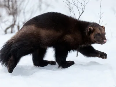 Лесная куница, хищники Чувашии. | Wild Nature Photo