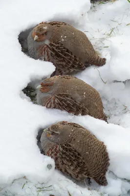 Зимовка куропаток | BirdWatch.by