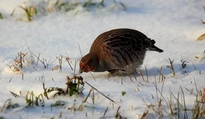 Серая куропатка (Perdix perdix). Птицы Европейской России.