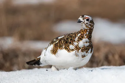 Среднерусская белая куропатка Lagopus lagopus rossicus | Красная книга  России.