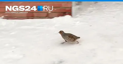 Поле, возмужёная куропатка, зима» — создано в Шедевруме