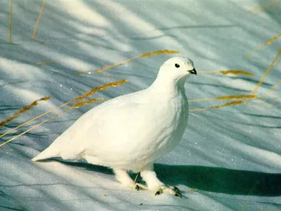 Белая куропатка | Willow ptarmigan, Bird, State birds
