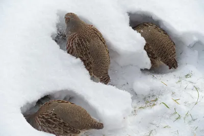 Зимовка куропаток | BirdWatch.by