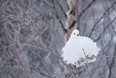 Тундровая куропатка - eBird
