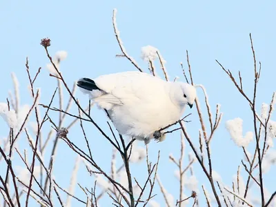 Birds.uz - Пустынные куропатки, или чили, населяют сухие... | Facebook