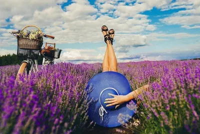 Фото лаванда прованс фотографии