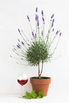 Искусственные цветы 800063-фиолетовый KAEMINGK ЛАВАНДА в горшке,  фиолетовые, полиэстер, 25 см, цена 820 руб, фото, характеристики, отзывы