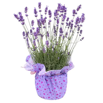 VORCOOL искусственный цветок в горшке Лаванда фиолетовые искусственные  цветы искусственные лаванды в горшках для домашнего декора искусственные  цветы для свадьбы сада офиса | AliExpress