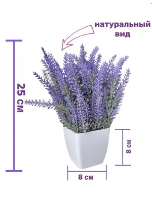 Оксана Хвойные Растения+Ландшафтный дизайн - Лаванда: секреты выращивания в  домашних условиях В наличии 110 грн!!! Выращивание лаванды в горшке  несколько отличается от выращивания этого цветка в открытом грунте. Очень  красиво смотрится посадка