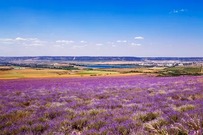 Фото лаванды в крыму фотографии