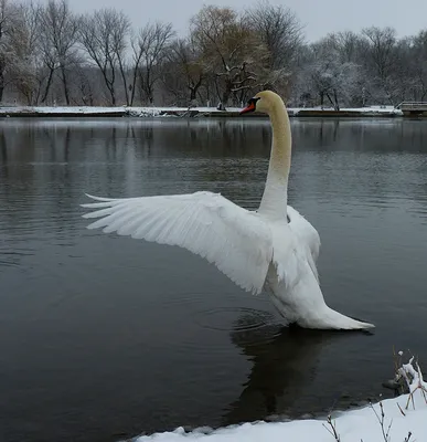 Фото лебедей зимой фотографии