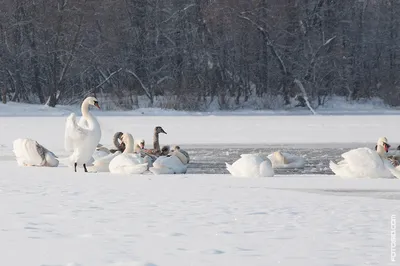 Белые лебеди, белая зима... Утонченность самой природы — Российское фото