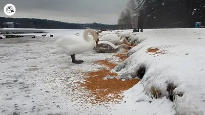 Никакого хлеба! Лебеди прилетели в Новороссийск отдохнуть