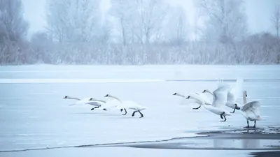 В Минприроды рассказали, что делать при встрече с лебедем зимой - KP.RU