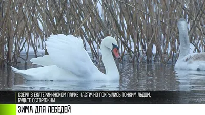 Зоопарк зимой. Белые лебеди