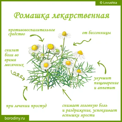 https://stolichki.ru/drugs/romashka-aptechnaya-cvetki-kls-50g