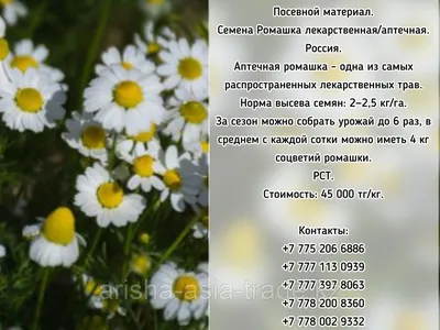 Роскачество дало рекомендации по выбору аптечной ромашки – Новости ритейла  и розничной торговли | Retail.ru