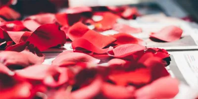 Охапка розовых лепестков для свадьбы © Цветы60.рф