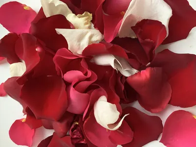 BOOMZEE\" BWL-01 Декоративные лепестки роз 5 x 5 см 100 шт. №02 ярко-розовый  купить за 89,00 ₽ в интернет-магазине Леонардо