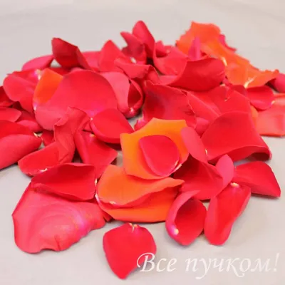 ᐉ Лепестки роз в пакете 30х30 купить в Алматы, отличная цена 3000.00 тенге  | Интернет-магазин «Cvetok24»