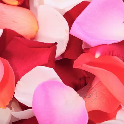 1 упаковка сушеных лепестков роз, натуральные цветы, плохой спа,  отбеливающий душ, сухие лепестки роз, средства для купания, массажные  ароматизаторы для тела | AliExpress
