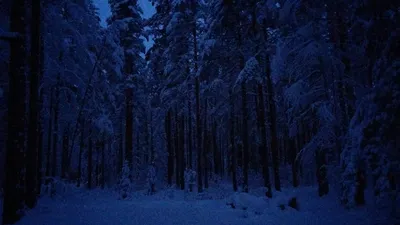 Аниме фон лес ночью - 56 фото