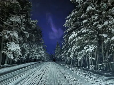 Лес зимой ночью - фото и картинки abrakadabra.fun