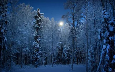 лес :: Природа (красивые фото природы: моря, озера, леса) :: зима :: поезд  :: ночь / смешные картинки и другие приколы: комиксы, гиф анимация, видео,  лучший интеллектуальный юмор.