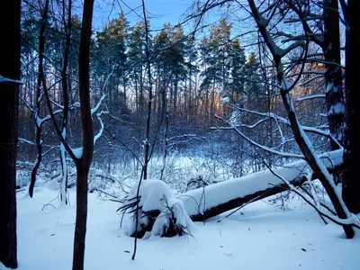 Winter 2013. Зимняя сказка. Времена года. Зимний лес (Релакс.) - YouTube
