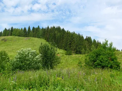 Лето! Природа! Безопасность! - Газета «Березинская панорама»