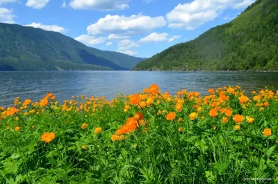 Природа России летом. Тайга, цветы, поля. प्रकृति . 2020 год - YouTube