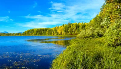 Картинка Сибирь Лето Природа лес Озеро Пейзаж траве