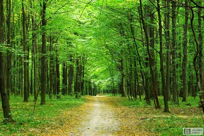 Лиственный лес летом. Лесные тропы в лесу Stock Photo | Adobe Stock