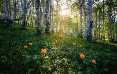 Фотообои \"Летний лес\" - Арт. 150369 | Купить в интернет-магазине Уютная  стена