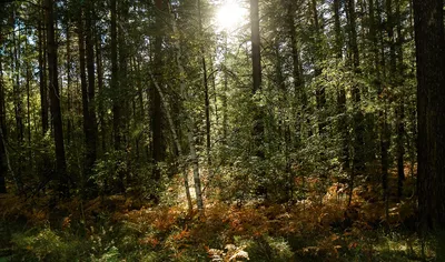 Большие деревья: 10 удивительных фактов о лесах - Телеканал «О!»