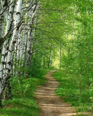 лес :: красивые картинки :: озеро :: горы :: Природа (красивые фото  природы: моря, озера, леса) / картинки, гифки, прикольные комиксы,  интересные статьи по теме.