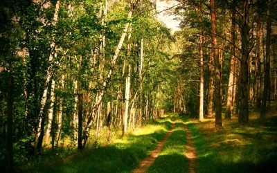 Леса летом (136 фото) - 136 фото