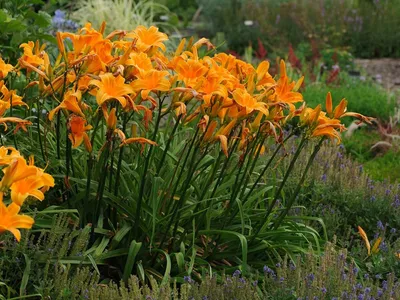 Цветение лилейников | Центральный ботанический сад