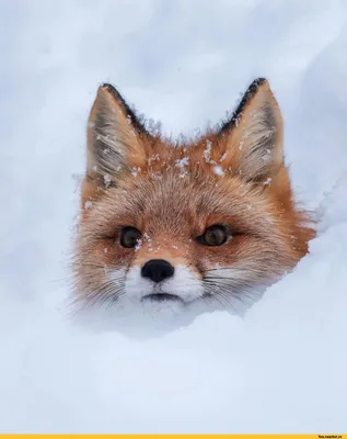 Лиса :: snow :: winter :: animals :: fox :: снег :: зима :: живность ::  fandoms :: фэндомы / картинки, гифки, прикольные комиксы, интересные статьи  по теме.