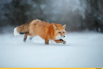 Лиса :: winter :: animals :: fox :: зима :: живность :: fandoms :: фэндомы  / картинки, гифки, прикольные комиксы, интересные статьи по теме.