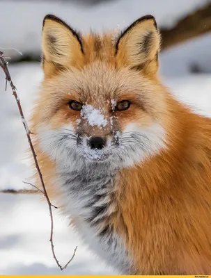 Лиса :: winter :: animals :: fox :: дикая природа :: зима :: живность ::  fandoms :: фэндомы / картинки, гифки, прикольные комиксы, интересные статьи  по теме.