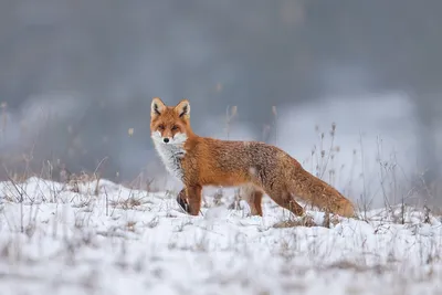 Лиса :: winter :: fox :: animals :: зима :: живность :: fandoms :: фэндомы  / картинки, гифки, прикольные комиксы, интересные статьи по теме.